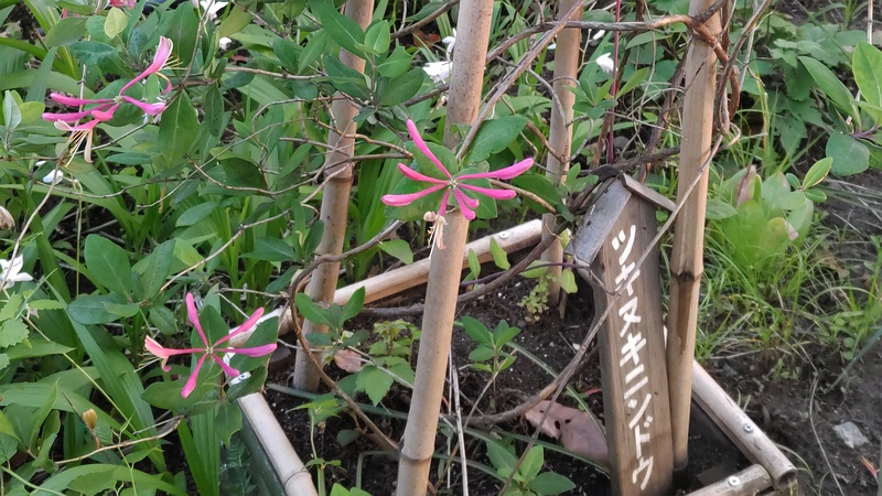 ツキヌキニンドウの花 東京都大田区平和島公園