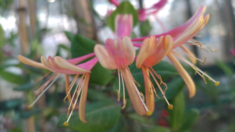 ツキヌキニンドウの花 東京都大田区平和島公園