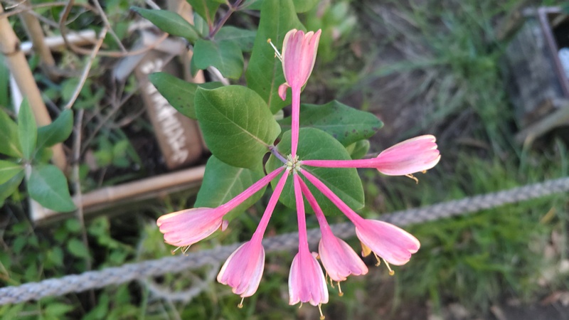 ツキヌキニンドウの花 東京都大田区平和島公園