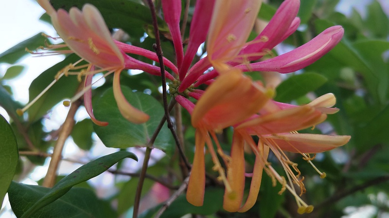 ツキヌキニンドウの花 東京都大田区平和島公園