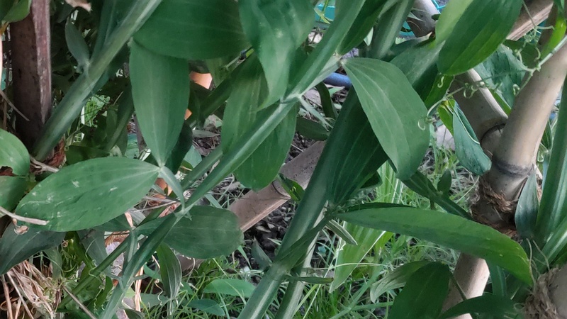 スイートピー 東京都大田区平和の森公園