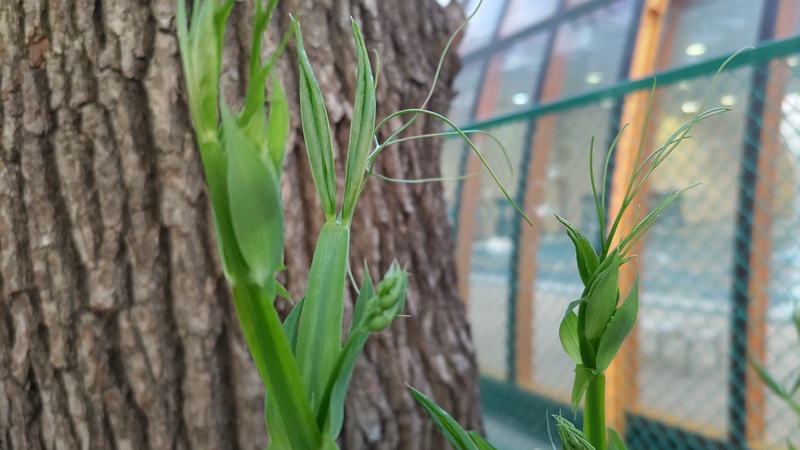 スイートピー 東京都大田区平和の森公園