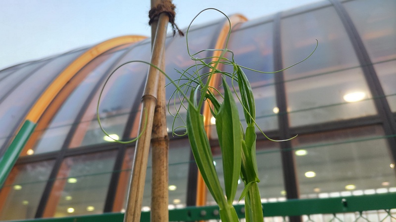 スイートピー 東京都大田区平和の森公園