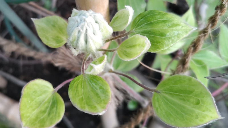 クレマチスの蕾 東京都大田区平和の森公園