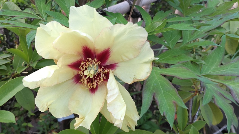 ボタンの花 東京都大田区平和の森公園
