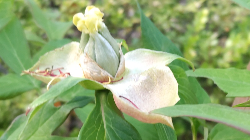 ボタンの果実 東京都大田区平和の森公園