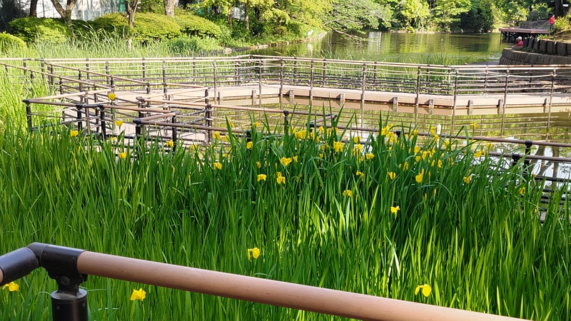 キショウブの花 東京都大田区平和の森公園