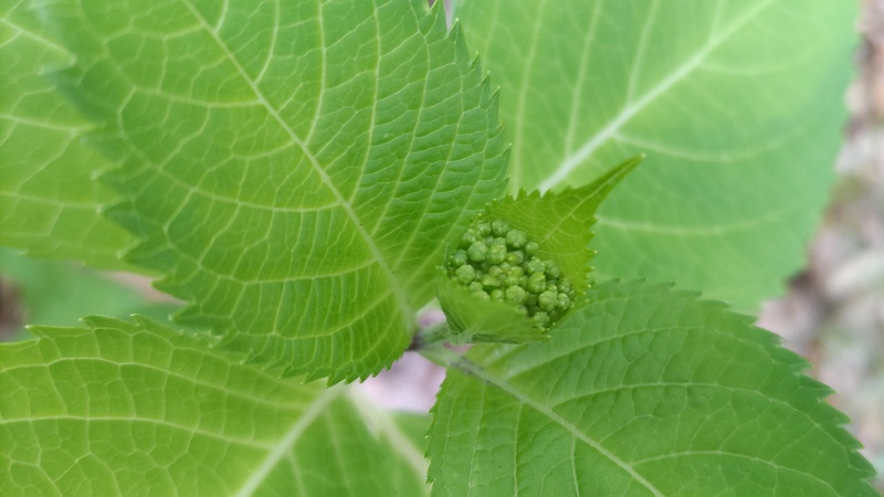 アジサイの蕾 東京都大田区平和の森公園