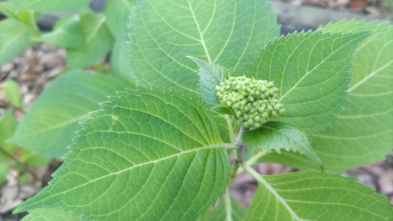 アジサイの蕾 東京都大田区平和の森公園