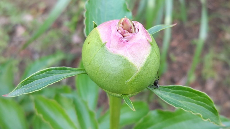 シャクヤクの蕾 東京都大田区平和の森公園