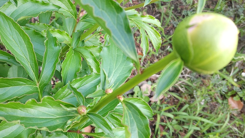シャクヤクの蕾 東京都大田区平和の森公園