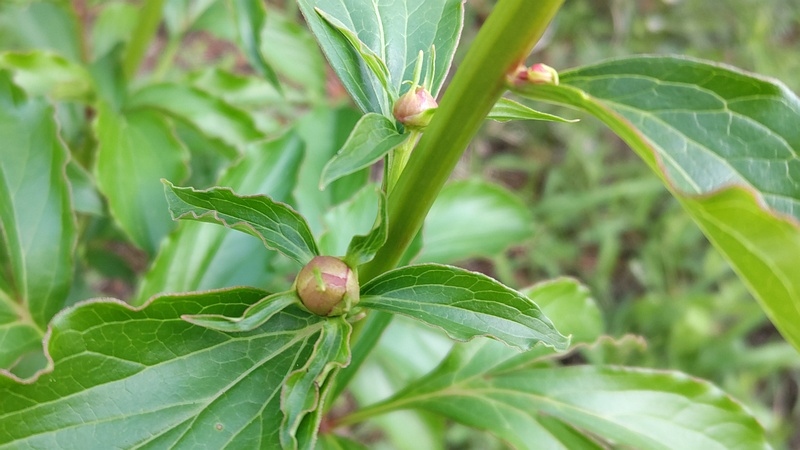 シャクヤクの蕾 東京都大田区平和の森公園