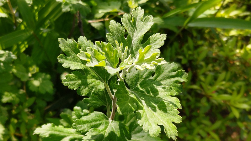 ヨモギ 東京都大田区平和の森公園