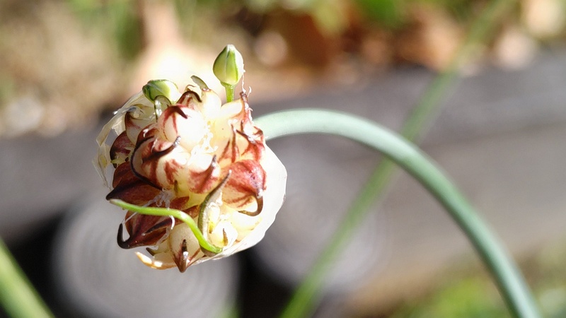 ノビルの蕾と珠芽 東京都大田区平和島公園
