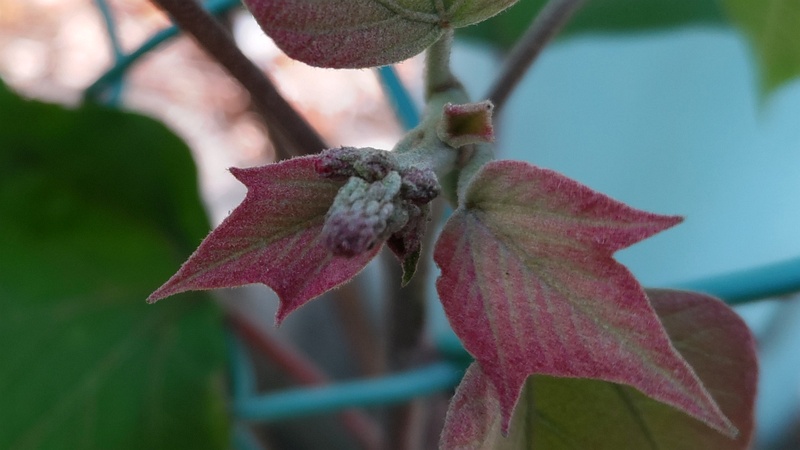 アカメガシワの蕾 東京都大田区平和島公園