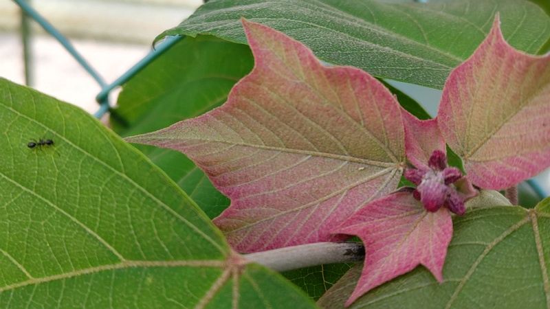 アカメガシワの蕾 東京都大田区平和島公園