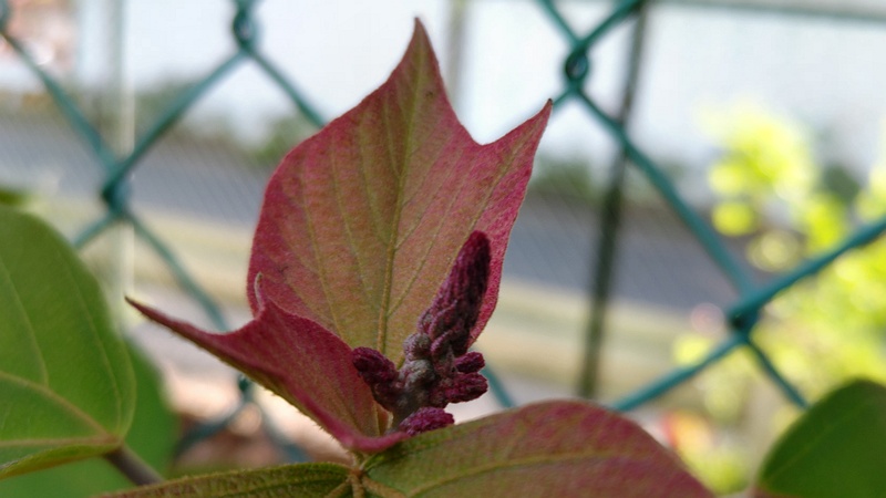 アカメガシワの蕾 東京都大田区平和島公園