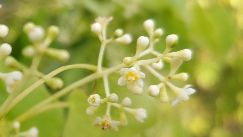 クスノキの花 東京都大田区平和島公園