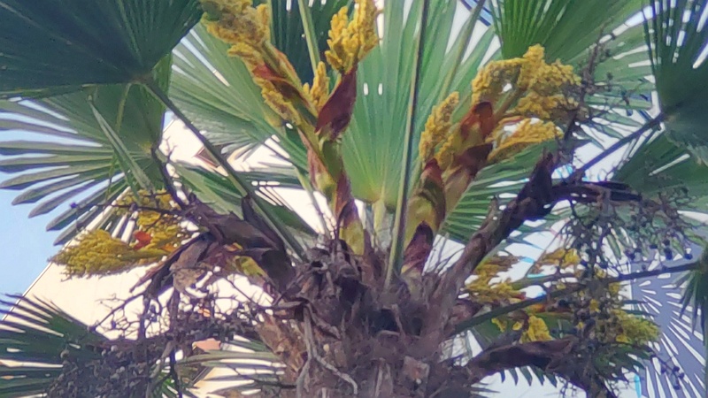 トウジュロの雌花と果実 東京都大田区大和大橋