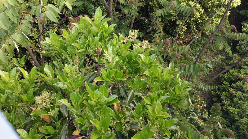 サンゴジュの蕾 東京都大田区平和島公園