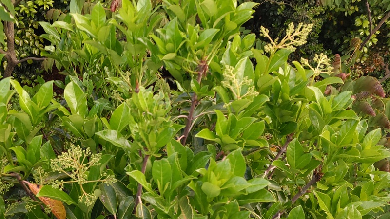 サンゴジュの蕾 東京都大田区平和島公園