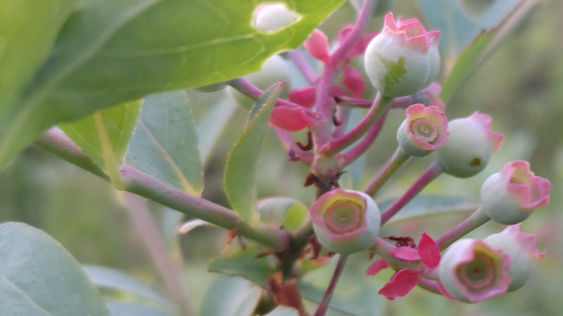 ブルーベリーの若い果実 東京都大田区平和島公園
