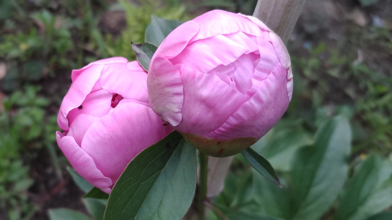 シャクヤクの蕾 東京都大田区平和島公園