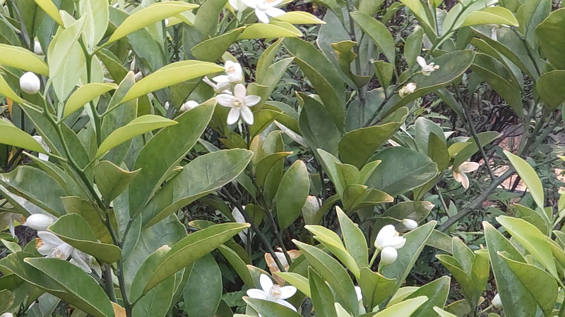 キンカンの花 東京都大田区平和島公園
