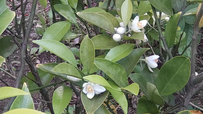 キンカンの花 東京都大田区平和島公園