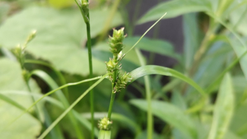 マスクサの花穂 東京都大田区平和島公園