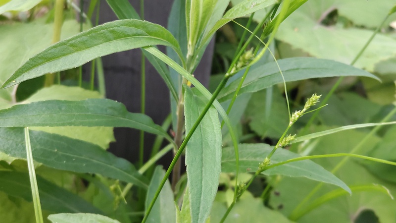 マスクサの花穂 東京都大田区平和島公園
