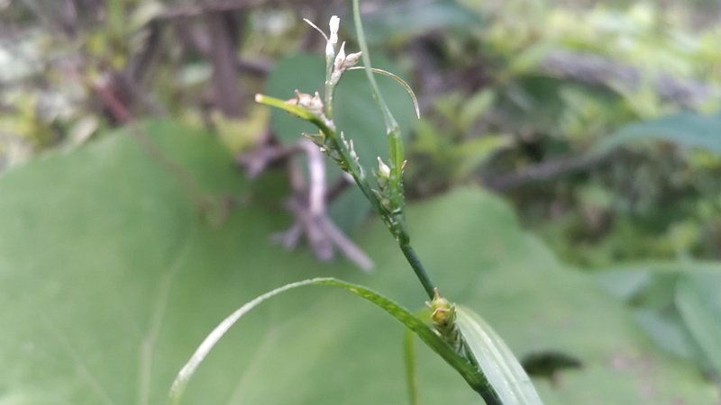 マスクサの花穂 東京都大田区平和島公園
