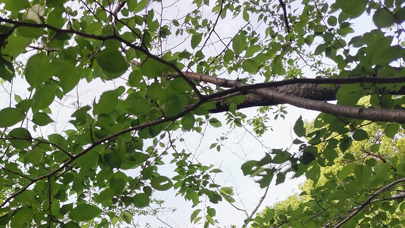 ソメイヨシノの葉 東京都大田区平和の森公園