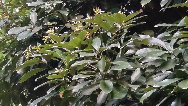 マテバシイの若葉 東京都大田区平和の森公園