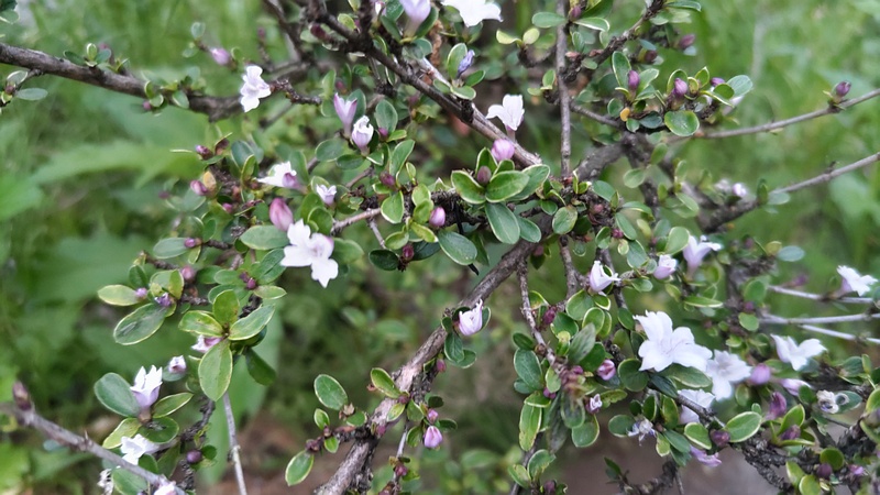 ハクチョウゲの花 東京都大田区平和の森公園
