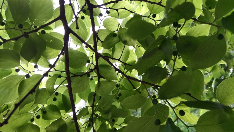 エノキの若い果実 東京都大田区平和の森公園