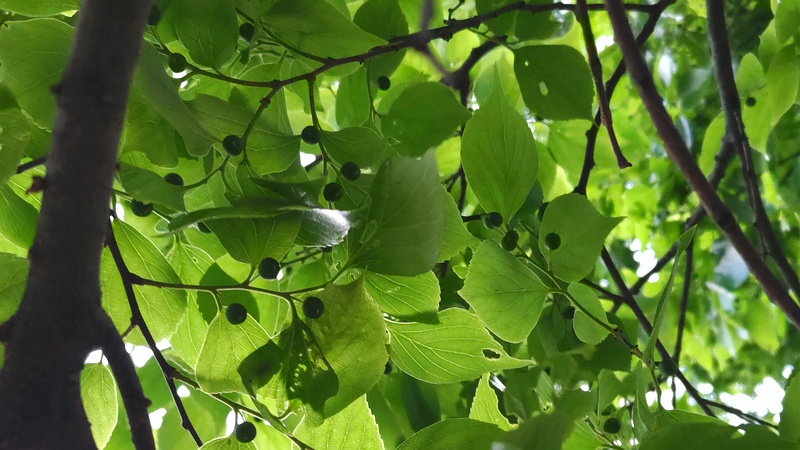 エノキの若い果実 東京都大田区平和の森公園