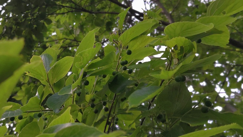 エノキの若い果実 東京都大田区平和の森公園