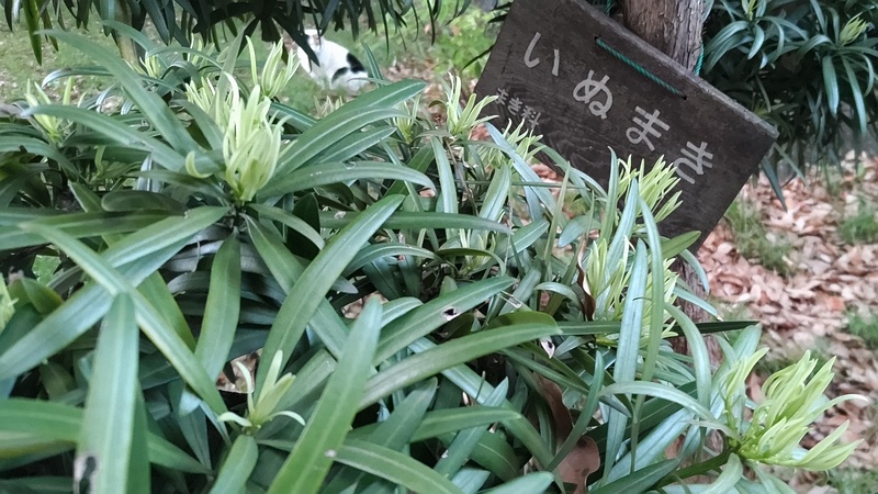 イヌマキの若葉 東京都大田区平和の森公園