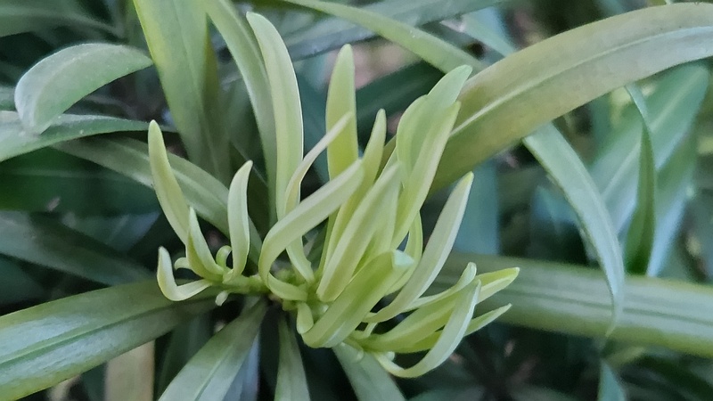 イヌマキの若葉 東京都大田区平和の森公園