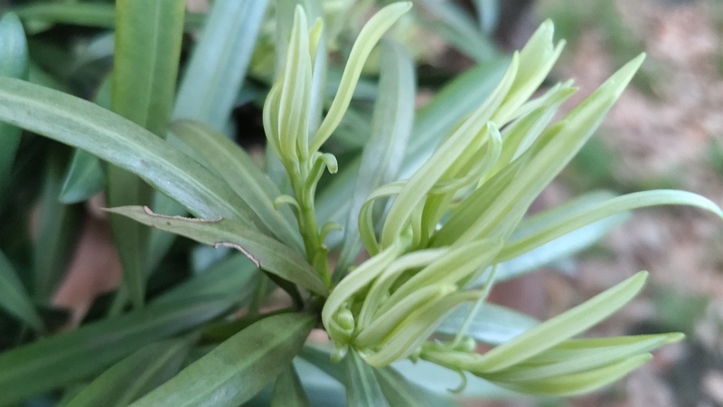 イヌマキの若葉 東京都大田区平和の森公園