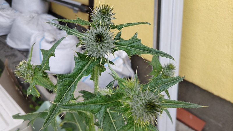 アメリカオニアザミの蕾 横浜市旭区鶴ヶ峰本町