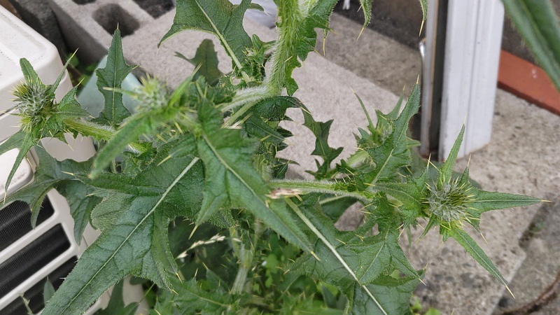 アメリカオニアザミの蕾 横浜市旭区鶴ヶ峰本町