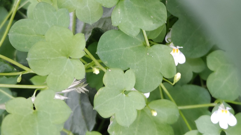 ツタバウンランの花 横浜市旭区鶴ヶ峰本町