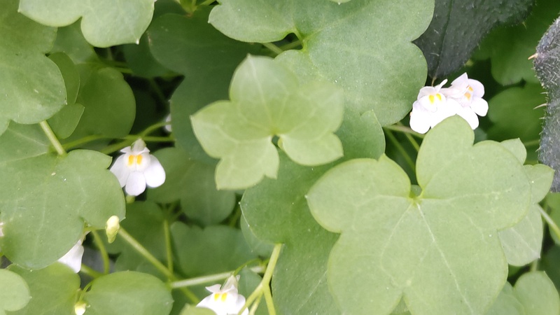 ツタバウンランの花 横浜市旭区鶴ヶ峰本町
