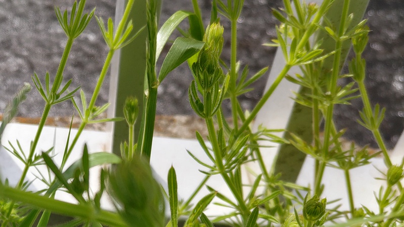 シラホシムグラ 横浜市旭区鶴ヶ峰本町