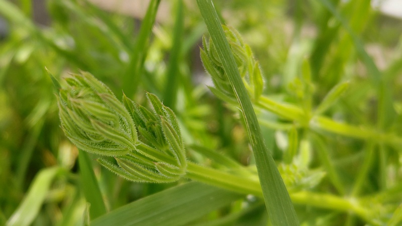 シラホシムグラ 横浜市旭区鶴ヶ峰本町