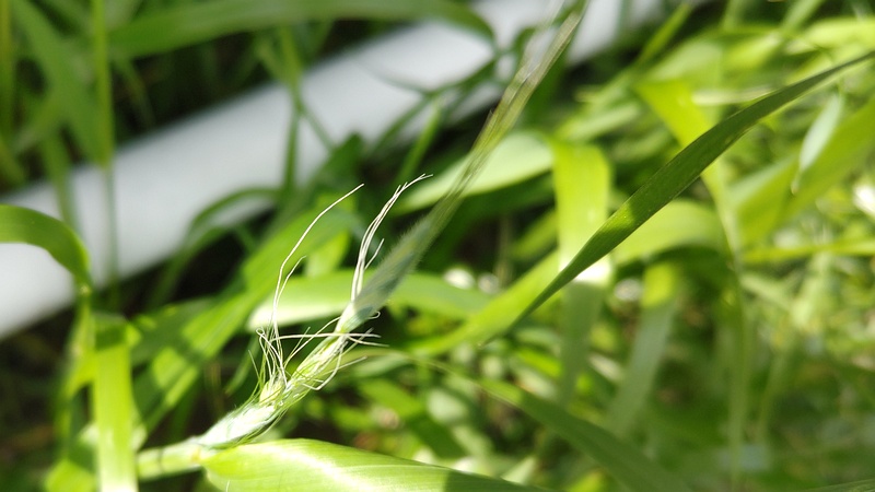 ササの花 横浜市旭区鶴ヶ峰本町