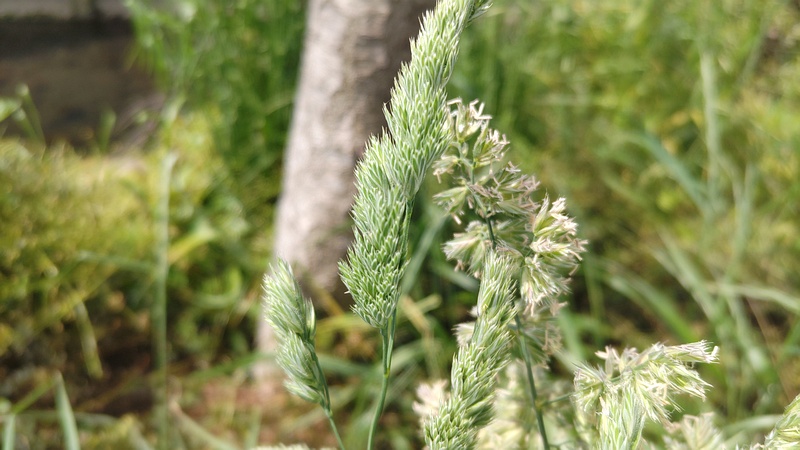 カモガヤの花 横浜市旭区鶴ヶ峰本町
