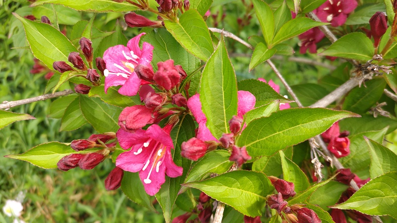オオベニウツギの花 横浜市旭区鶴ヶ峰本町
